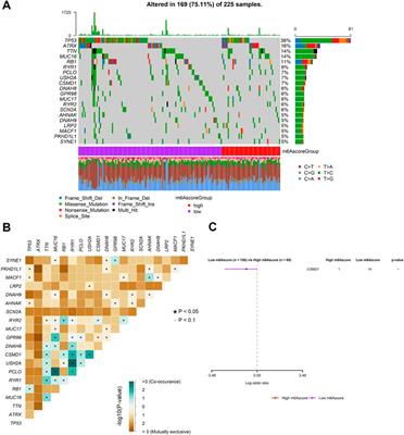 The development of a novel signature based on the m6A RNA methylation regulator-related ceRNA network to predict prognosis and therapy response in sarcomas